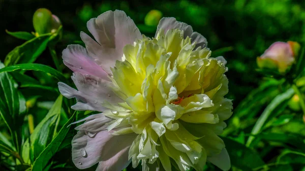 Hermosas Flores Peonía Jardín Después Lluvia Una Mañana Soleada — Foto de Stock