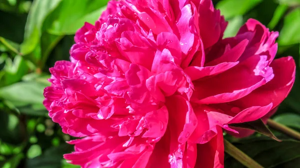 Hermosas Flores Peonía Jardín Después Lluvia Una Mañana Soleada — Foto de Stock