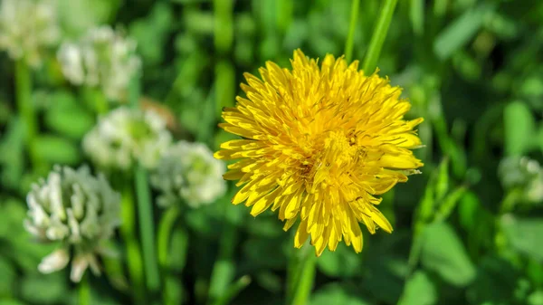Hermosa Flor Salvaje Amarilla Sobre Fondo Hierba Verde —  Fotos de Stock