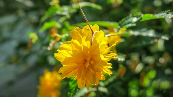 Bela Flor Amarela Selvagem Fundo Grama Verde — Fotografia de Stock