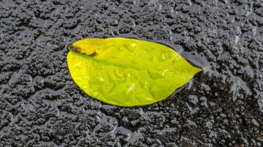 Güzel sarı erik yaprağı siyah asfaltta yağmurdan sonra
