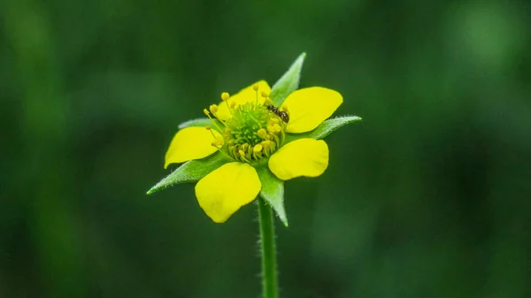 Красива Жовта Маленька Дика Квітка Мураха — стокове фото