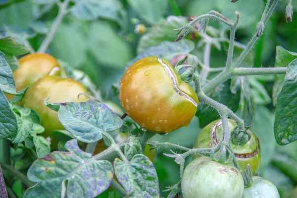 Grands Fruits Verts Délices Dans Jardin — Photo