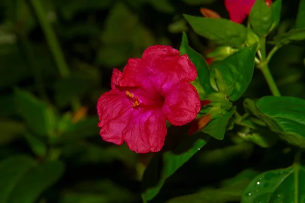 雨の後 庭に花弁のある美しい赤い花 — ストック写真