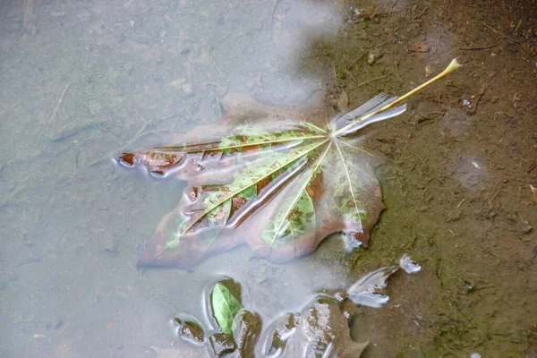 雨の後 楓は水溜まりに残る — ストック写真