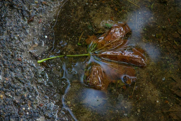 Φύλλα Σφενδάμου Μια Λακκούβα Μετά Βροχή — Φωτογραφία Αρχείου