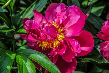 Bahçedeki güzel şakayık çiçeği