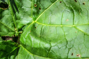 Bahçede güzel yeşil yapraklar