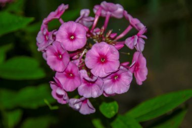 Ağustosta taç yapraklı kırmızı çiçekler