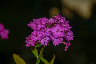 Ağustosta taç yapraklı kırmızı çiçekler