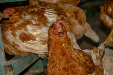 Çiftlikte kırmızı tüylü tavuk