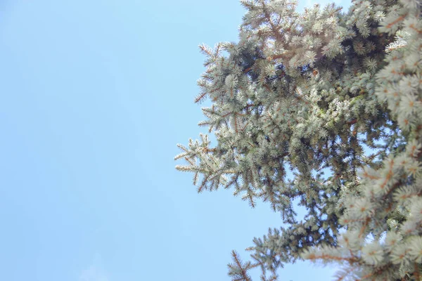 Prachtige Blauwe Lucht Witte Wolken Augustus — Stockfoto