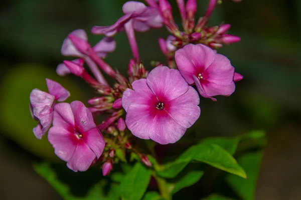 Flores Vermelhas Com Pétalas Agosto — Fotografia de Stock