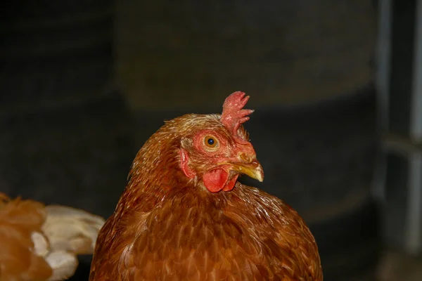 Κοτόπουλο Κόκκινα Φτερά Στο Αγρόκτημα — Φωτογραφία Αρχείου
