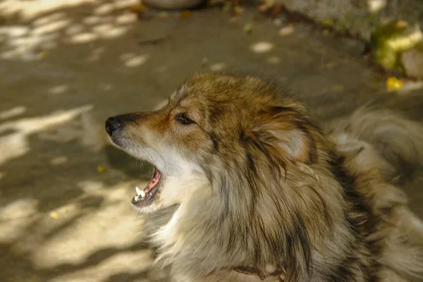 Собака Сидить Ланцюзі Біля Хатини — стокове фото