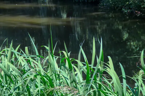 Hierba Verde Cerca Del Agua Cerca Del Río Parque — Foto de Stock