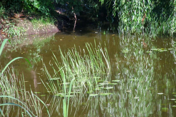 Grünes Gras Wasser Und Fluss Park — Stockfoto