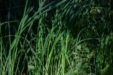 Suyun yanındaki yeşil çimenler ve parktaki nehrin yanındaki çimenler