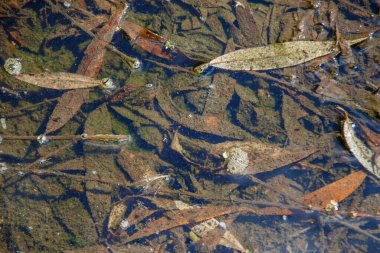 Yağmurdan sonra su birikintisindeki eski ağaç yaprakları