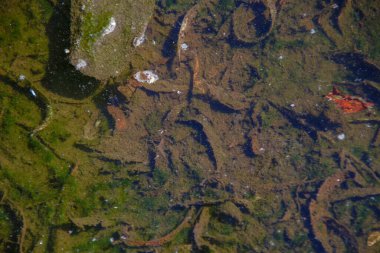 Yağmurdan sonra su birikintisindeki eski ağaç yaprakları