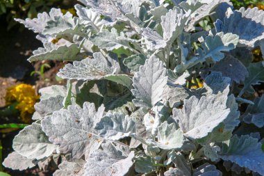 Parktaki çiçek tarhında açık yeşil çimenler.
