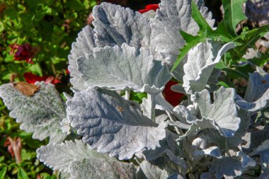 Parktaki çiçek tarhında açık yeşil çimenler.