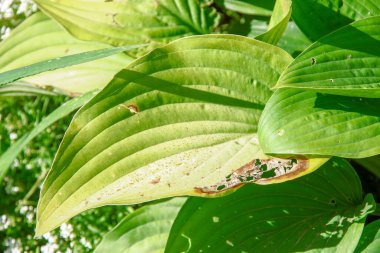 Parktaki çiçek tarhında yeşil yapraklar.
