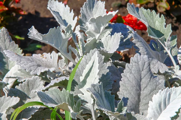 公園内の花壇にある薄緑色の観賞用草 — ストック写真