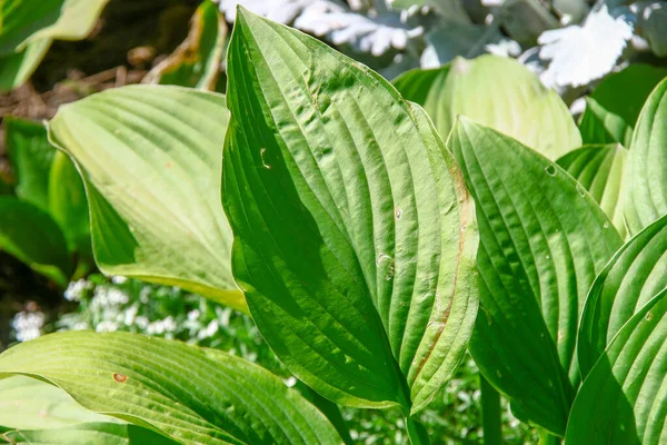 Gröna Dekorativa Blad Rabatt Parken — Stockfoto