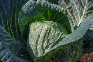 Ağustosta bahçede yeşil lahana yaprakları