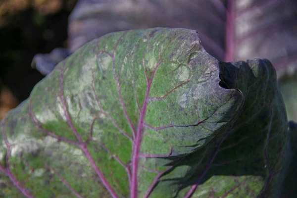 Green Cabbage Leaves Garden August — Stock Photo, Image