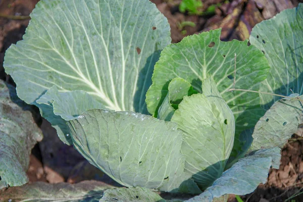 Green Cabbage Leaves Garden August — Stock Photo, Image
