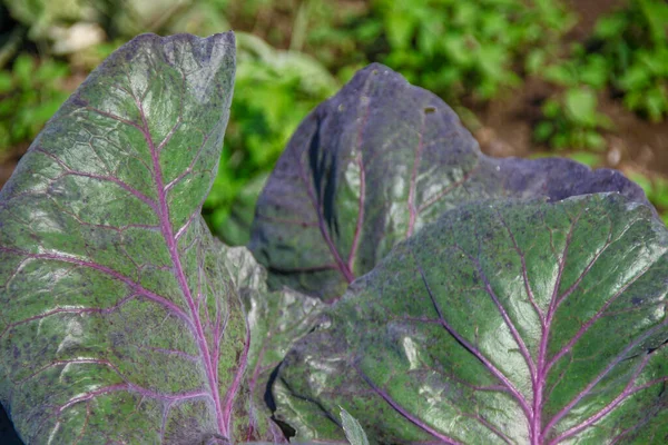 Green Cabbage Leaves Garden August — Stock Photo, Image