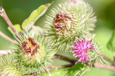 Yolun yakınındaki bir tarlada yeşil dulavrat otu.