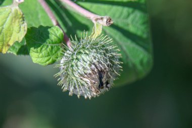 Yolun yakınındaki bir tarlada yeşil dulavrat otu.