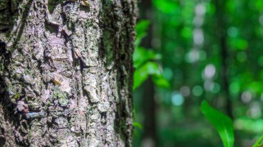 Ormandaki güzel ağaç dokusu