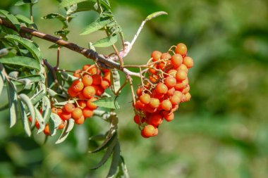 Ağustosta parlak kırmızı güzel kızılcık üzümleri