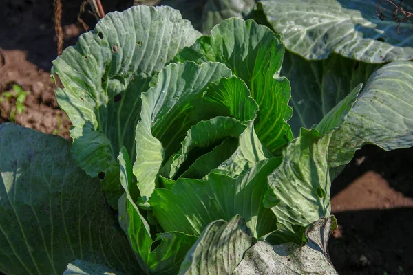 Foglie Cavolo Verde Giardino Agosto — Foto Stock