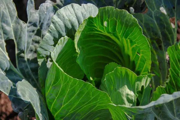 Green Cabbage Leaves Garden August — Stock Photo, Image