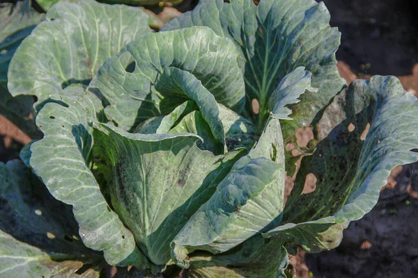 Feuilles Chou Vert Dans Jardin Août — Photo