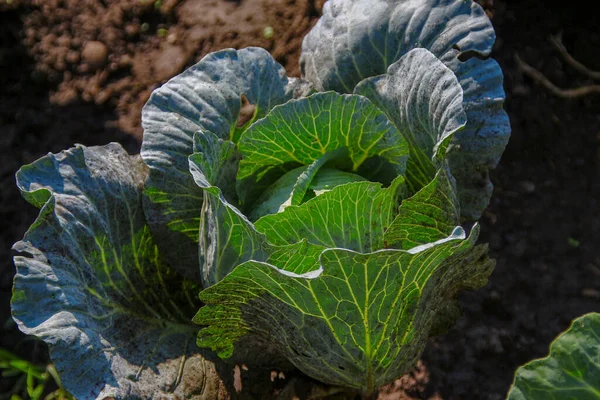 Feuilles Chou Vert Dans Jardin Août — Photo