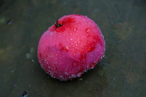 Kleine Grün Rote Äpfel Auf Dem Boden Nach Dem Regen — Stockfoto