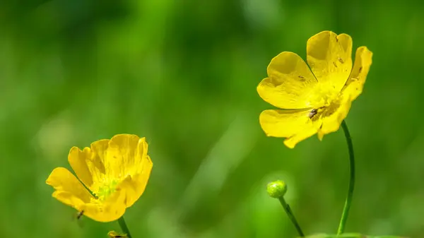 Schöne Gelbe Wildblume Und Insekten — Stockfoto