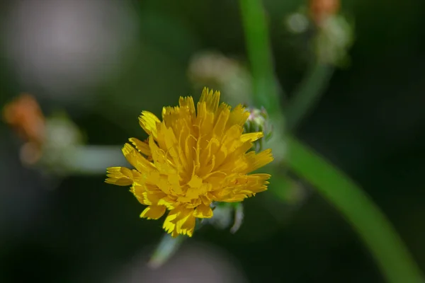 Little Yellow Wild Flower August — Fotografia de Stock