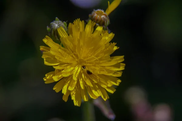 Little Yellow Wild Flower August — Stock fotografie