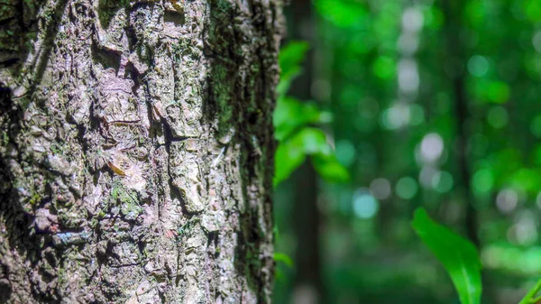 Ormandaki Güzel Ağaç Dokusu — Stok fotoğraf