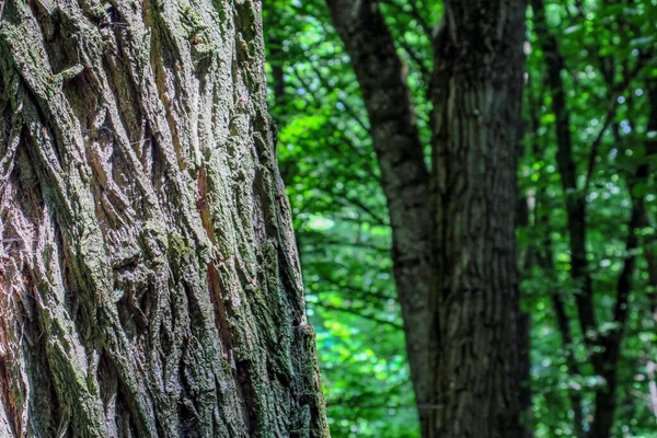 Belle Texture Arbre Dans Forêt — Photo