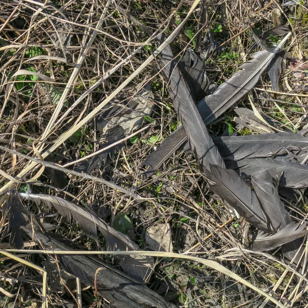 草の中の地面に黒い鳩の羽 — ストック写真