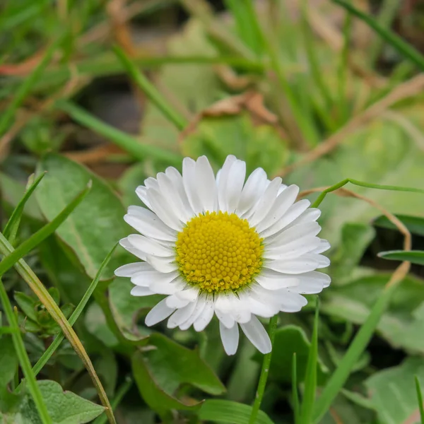 Schöne Sommerblumen Blühen Der Natur — Stockfoto