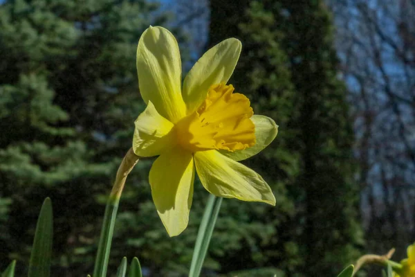 Sarı Laleler Baharda Bahçede Çiçek Açtı — Stok fotoğraf